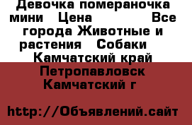 Девочка помераночка мини › Цена ­ 50 000 - Все города Животные и растения » Собаки   . Камчатский край,Петропавловск-Камчатский г.